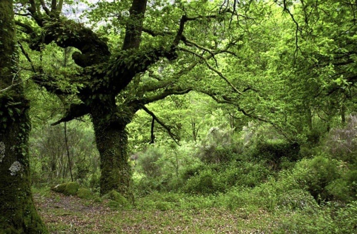 Drones combatendo incêndios no Gerês