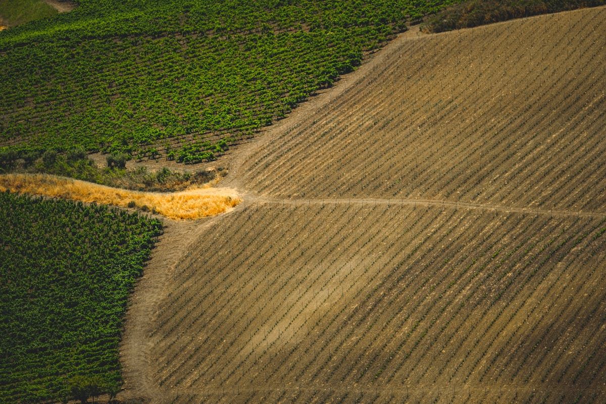 Drone agrícola: 100 ha por dia no Vale do São Francisco